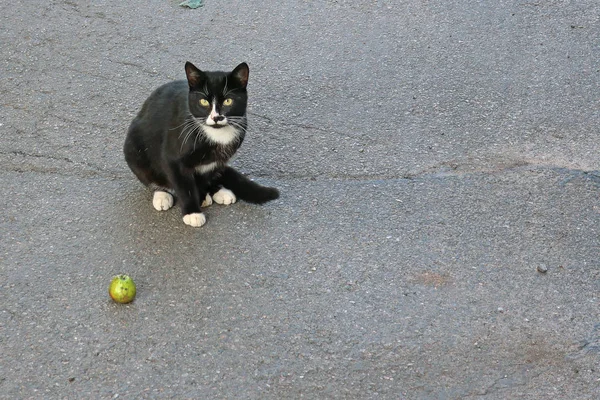 Чорний Кіт Зеленим Яблуком — стокове фото