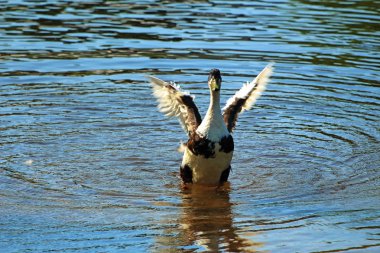 su üzerinde kanatlarını sallayarak bir kaz