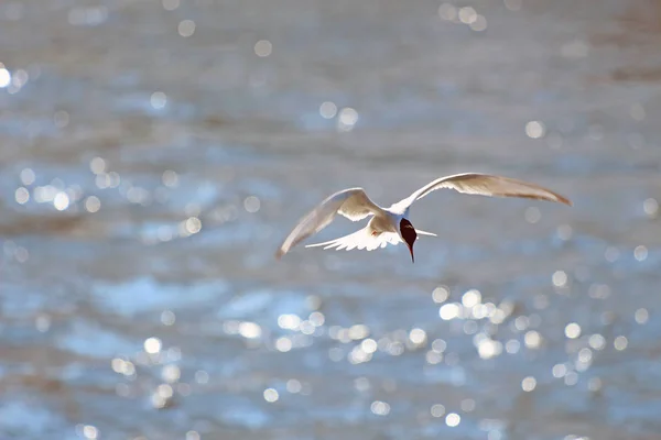 Terns Floating Water Tracking Fish — Stock Photo, Image
