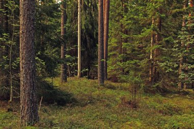 ağaçlar ormandaki bir açıklıkta