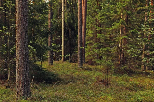 Деревья Поляне Лесу — стоковое фото