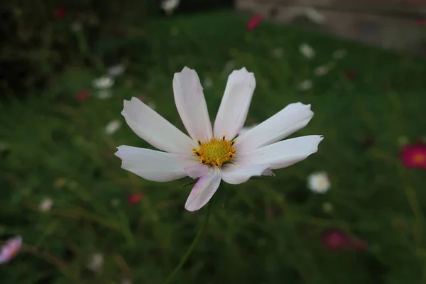 草原の花コスモス — ストック写真