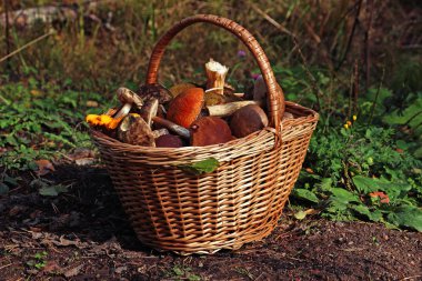 mantar ile hasır sepet