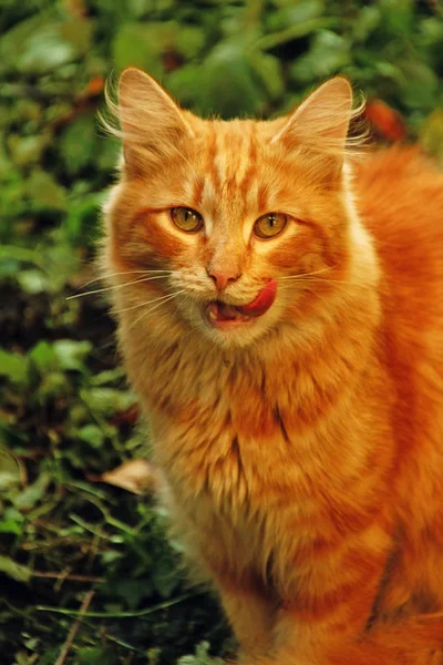 Лизати Червоного Кота Зеленому Газоні — стокове фото