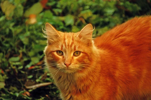 Röd Katt Gräsmattan — Stockfoto