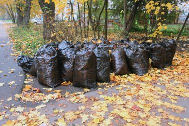 düşen yapraklar, toplanan siyah çanta