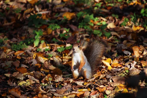 Rotes Eichhörnchen Park — Stockfoto