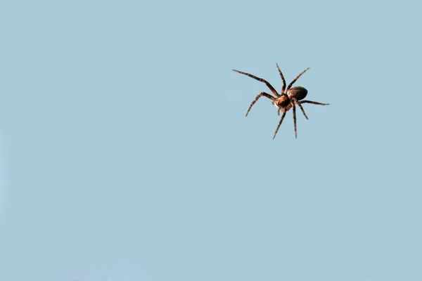 Araña Sobre Fondo Azul — Foto de Stock