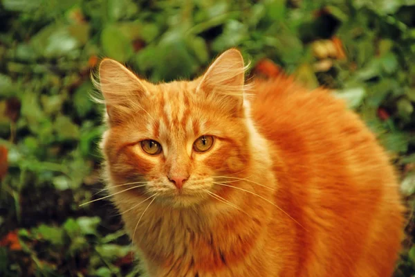 Red Cat Lawn — Stock Photo, Image