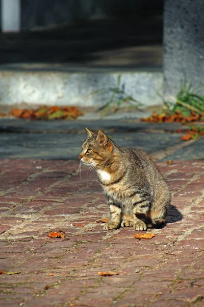 Сірий Кіт Тротуарних Плитах — стокове фото