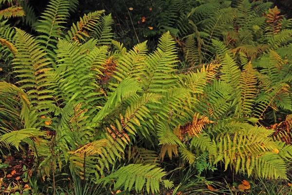 Fern Bushes Forest — Stock Photo, Image