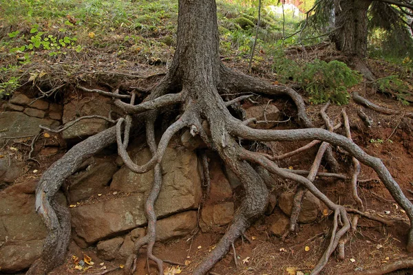 Raízes Nuas Árvores Que Crescem Sobre Rochas — Fotografia de Stock