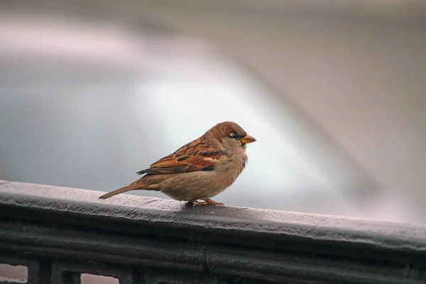 Little Sparrow Zittend Het Hek Gietijzer Van Het Park — Stockfoto