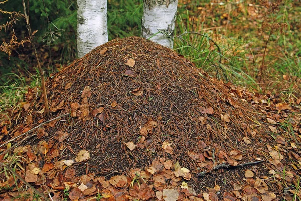 Anthill Fallen Leaves Needles Two Birch Trees Forest — Stock Photo, Image