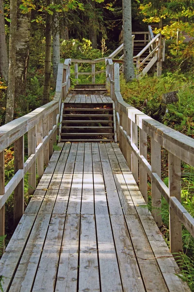 Pasarelas Madera Bosque — Foto de Stock