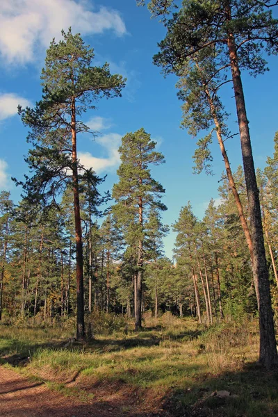 Wysoka Sosny Lesie Przy Drodze Pod Błękitnym Niebem — Zdjęcie stockowe