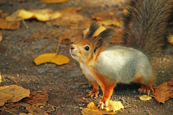 Rotes Eichhörnchen Blickt Nach Oben — Stockfoto