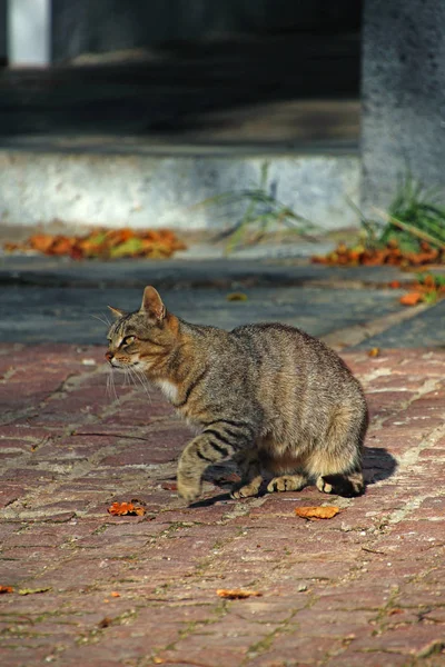 Сірий Кіт Тротуарних Плитах Дворі — стокове фото