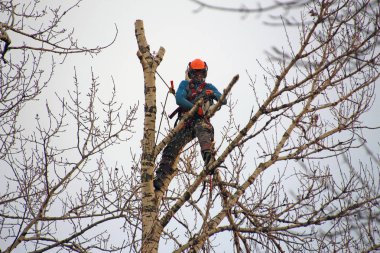 Endüstriyel dağcı chainsaw dalları yüksek ağaç keser.