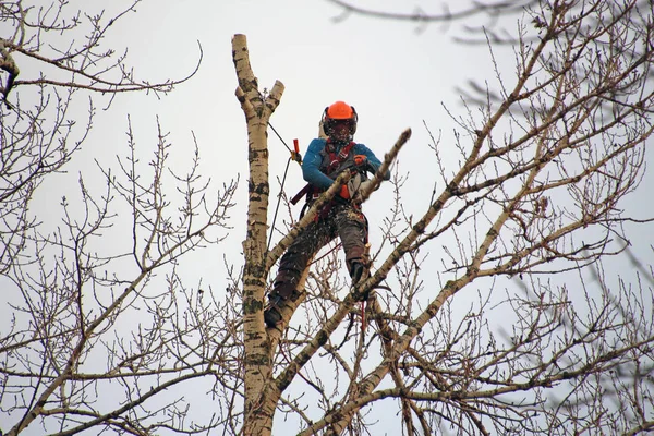 Endüstriyel dağcı chainsaw dalları yüksek ağaç keser.
