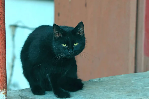 Чорний Кіт Сидить Бордюрі — стокове фото