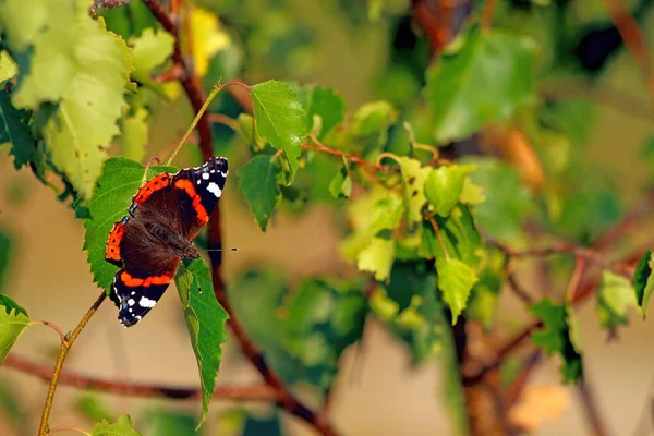 Бабочка Сидит Ветке Дерева — стоковое фото