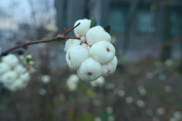 화이트 Snowberry의 — 스톡 사진