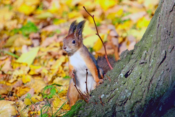 Punainen Pörröinen Orava Syksyn Metsässä Kaatuneiden Lehtien Joukossa — kuvapankkivalokuva