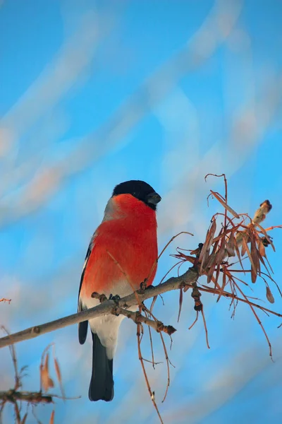Bullfinch Branch Winter Park — Stock Photo, Image