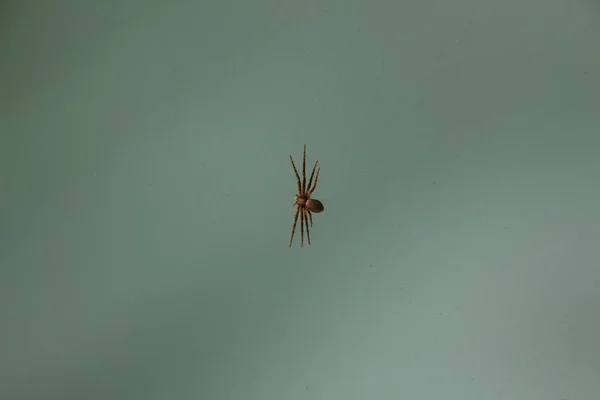 Kleine Spinne Auf Transparentem Glas Nahaufnahme — Stockfoto