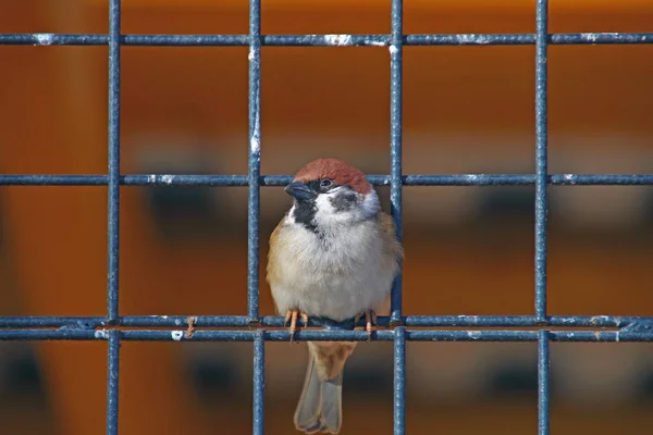 Little Sparrow Sitting Bars Iron Lattice — Stock Photo, Image