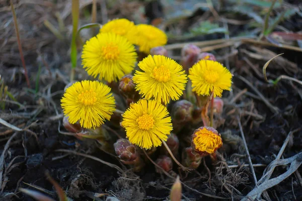 空の土地の早春に Coltsfoot 最初に咲く黄色い花 — ストック写真