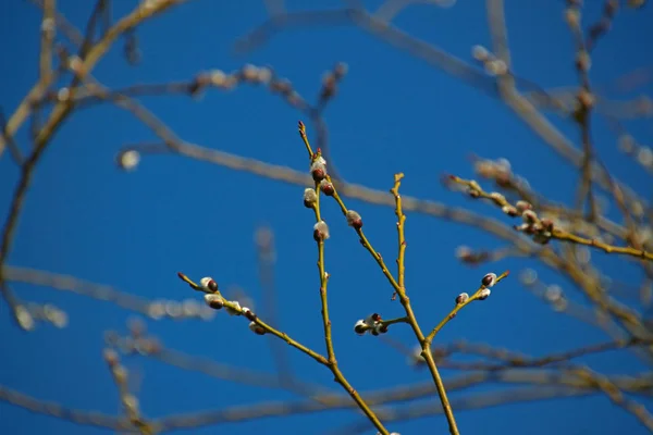 Knospen Weidenzweigen Vor Blauem Himmel — Stockfoto