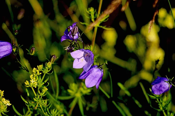 芝生の草の中で紫色の鐘 — ストック写真