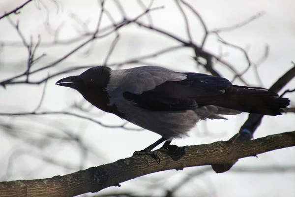 gray crow with a slightly open beak sitting on a tree branch