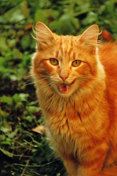 Зияющая Красная Кошка Зеленой Лужайке — стоковое фото