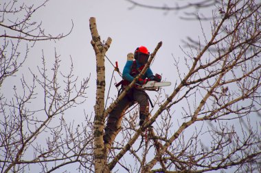 Endüstriyel dağcı chainsaw dalları yüksek ağaç keser.