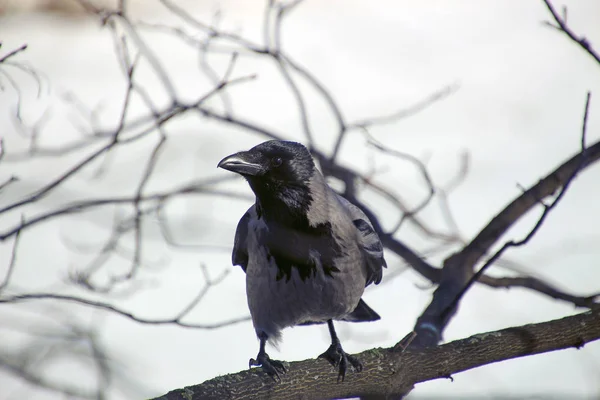 Corbeau Capuchon Assis Sur Une Branche Arbre Dans Parc — Photo