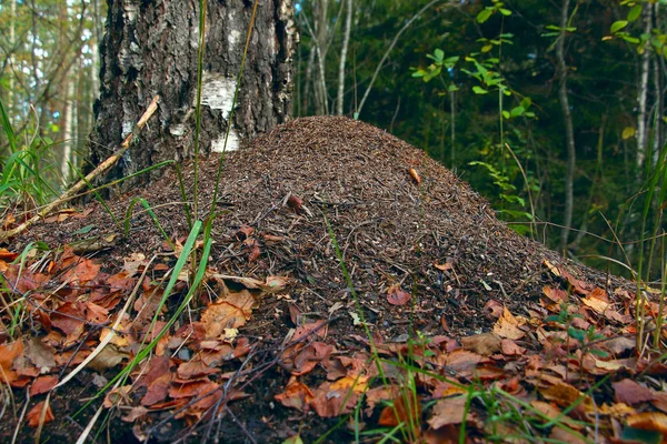 Formigueiro Por Uma Árvore Floresta Polvilhada Com Folhas — Fotografia de Stock