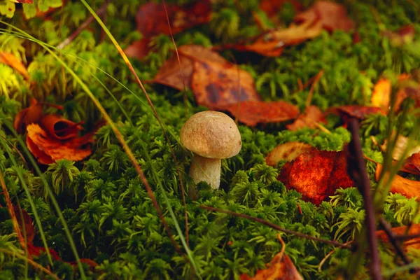 mushroom in the forest, growing among the moss in the thicket of the forest