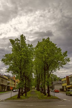yağmurdan önce bulutlu bir gökyüzü altında bulvarda uzun ağaçlar