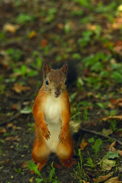 Eichhörnchen Steht Auf Seinen Hinterbeinen Auf Dem Gras Park — Stockfoto