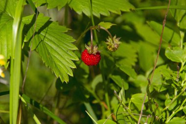 ormanda bir Bush üzerinde kırmızı olgun çilek
