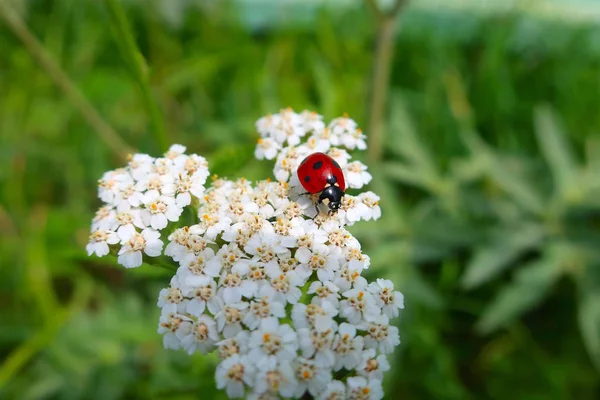 Red Ladybug Black Dots Back White Flower Garden — Stock Photo, Image