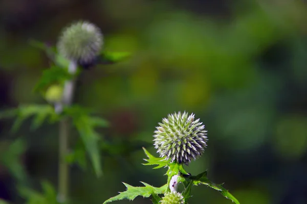 茎の上に這うアリと緑の草原にクローズアップアザミの球状の花 — ストック写真