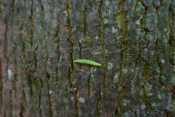 Bruco Verde Che Striscia Lungo Una Corteccia Albero Parco — Foto Stock