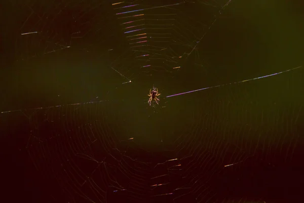 Karanlıkta Avını Bekleyen Bir Örümcek Güneşte Parlayan Bir Ağda — Stok fotoğraf