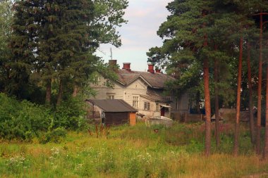 çimenli bir arsa üzerinde uzun çam ağaçları arasında eski harap köy evi