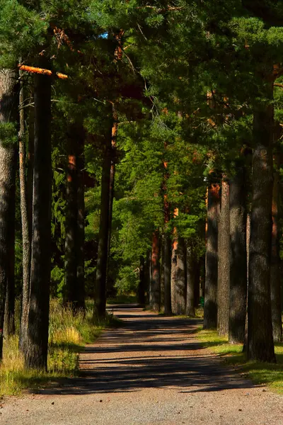 Bospad Tussen Hoge Dennenbomen Het Bos — Stockfoto