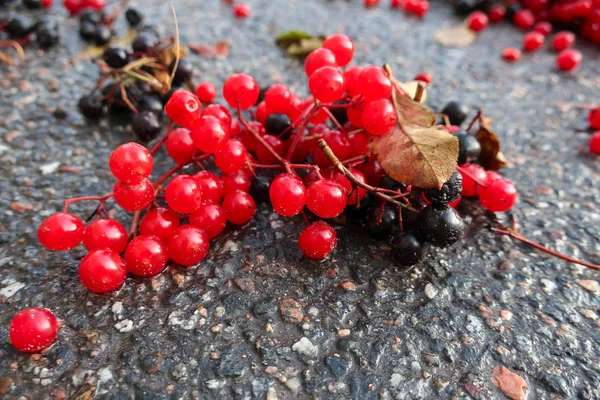 舗装に横たわる赤と黒のジューシーな熟した果実 — ストック写真